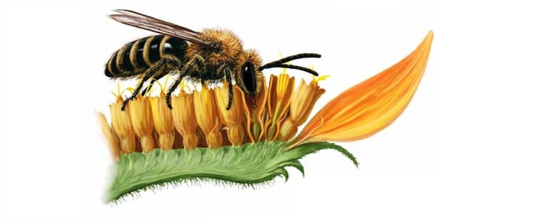 Illustration from Bee Basics: An Introduction to Our Native Bees, a joint effort between the Pollinator Partnership and the USDA Forest Service.