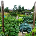 Diversity in small-scale farming keeps soils in healthy condition. This is an urban allotment in Sheffield, England. (http://www.sciencedaily.com/releases/2014/04/140425075027.htm)