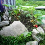 On the to-do list: Reconnect with soil by planting a small patch of berries. (Photo © Kevin Archer)