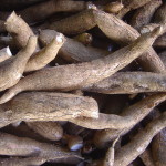 Cassava, also known as manioc root, is a dominant food among third world nations.