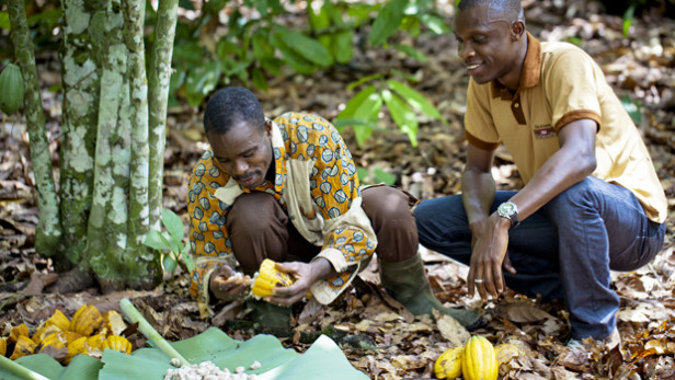 This photo from Nestle presents how they want you to see their African cacao operations.