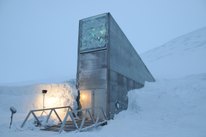 The Svalbard Global Seed Vault, 800 miles from the North Pole, provides a safety net against "accidental loss" of diversity in traditional genebanks.