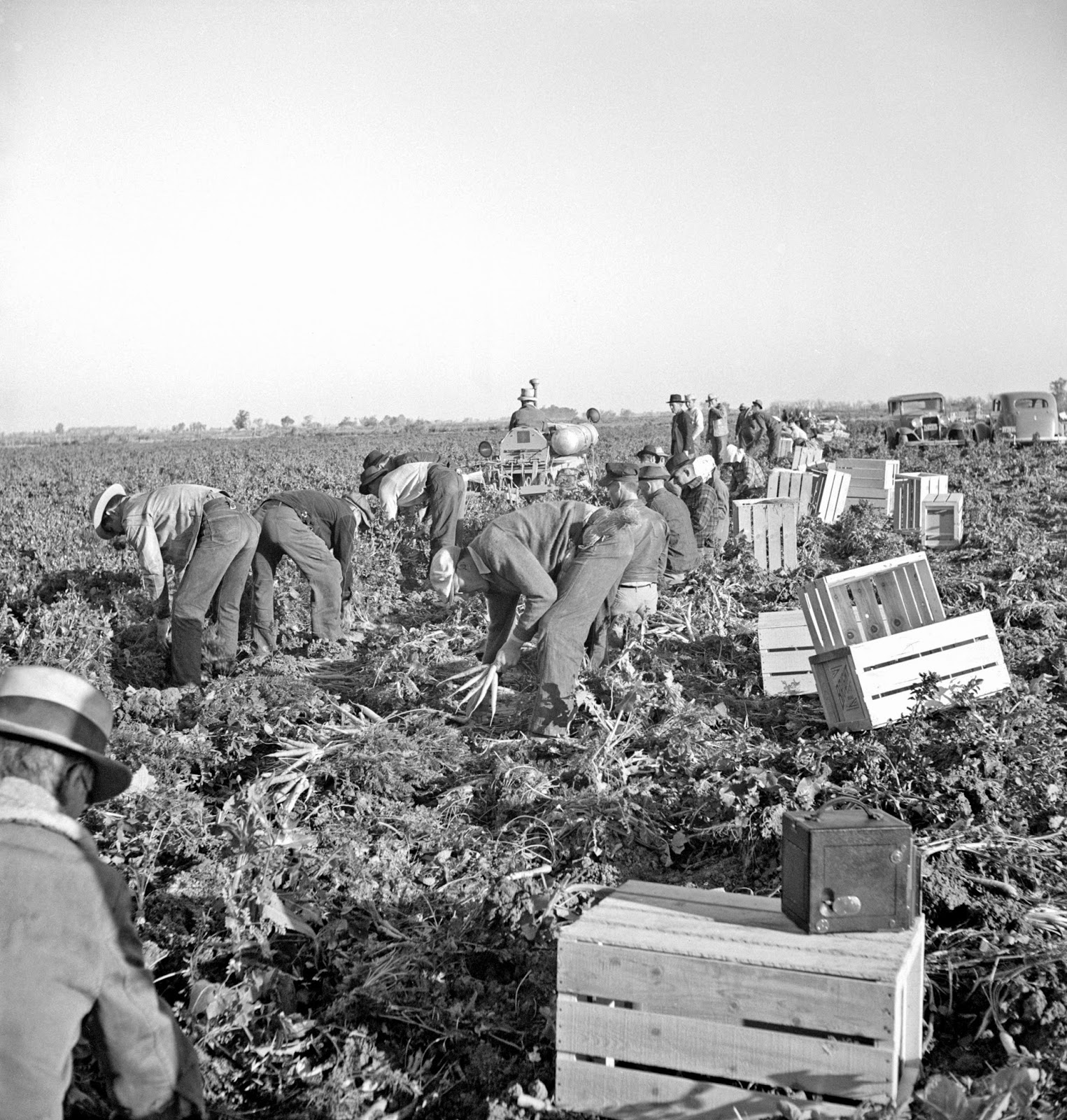Migratory Farm Laborers in a Carrot Field.