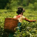 Hand-harvesting in Assam.