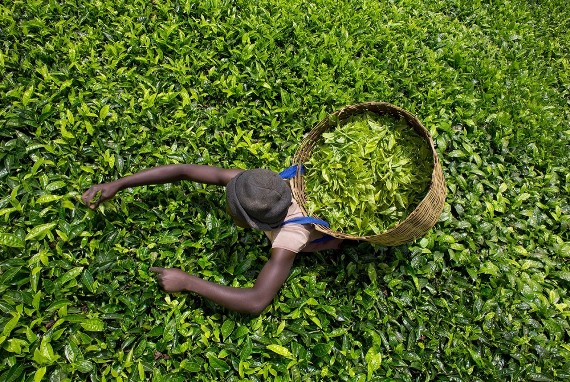 Tea Picker on a Birchall Tea Plantation, East Africa.