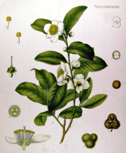 Tea plant (Camellia sinensis) from Köhler's Medicinal Plants, 1897.