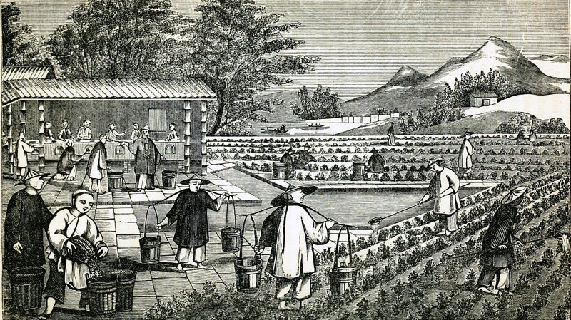 Chinese Tea Plantation, 1851.