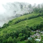 Darjeeling Tea Estate