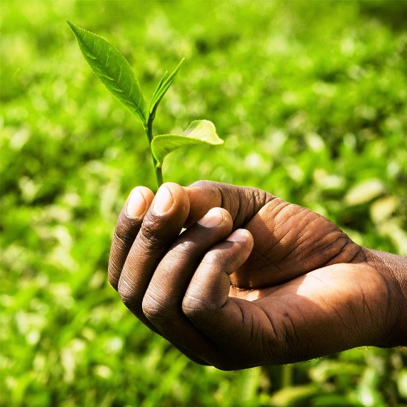 Two leaves and a bud--this is the new growth which is plucked to make tea. Tea bushes are pruned several times a year, to stimulate production of this cluster. Each plucking, or flush, has distinct characteristics.